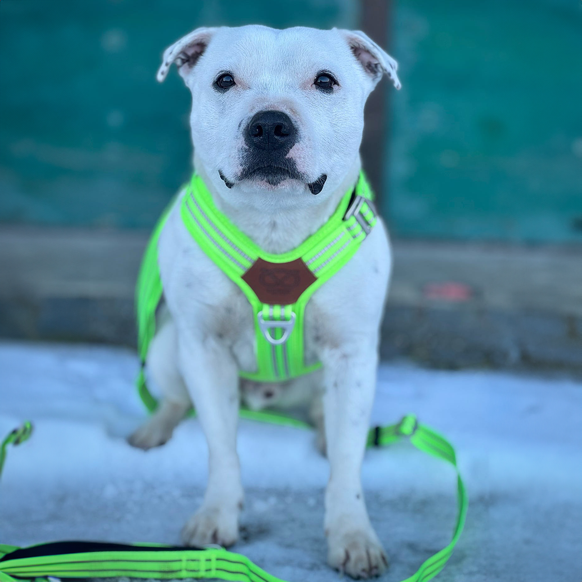 Staffordshire Bull Terrier 1935® Harnais et Laisse - Édition Chevy - Vert Fluo