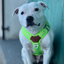 Staffordshire Bull Terrier 1935® Harnais et Laisse - Édition Chevy - Vert Fluo