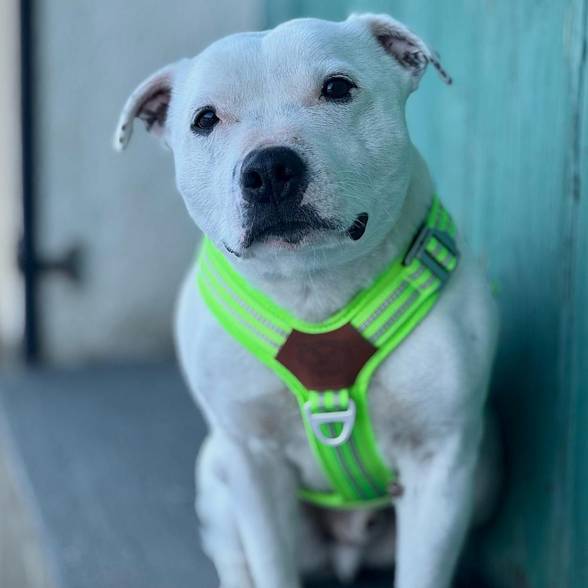 Staffordshire Bull Terrier 1935® Harnais et Laisse - Édition Chevy - Vert Fluo