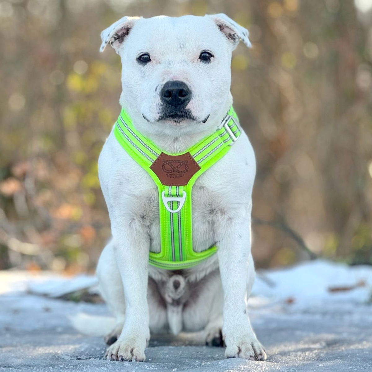 Staffordshire Bull Terrier 1935® Harnais et Laisse - Édition Chevy - Vert Fluo