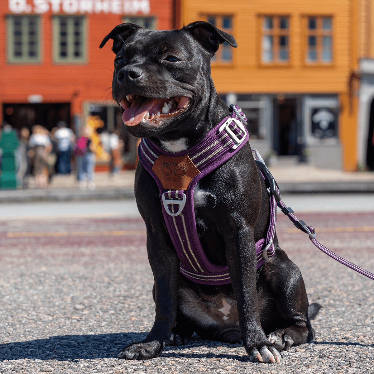 Harness Staffordshire Bull Terrier 1935®