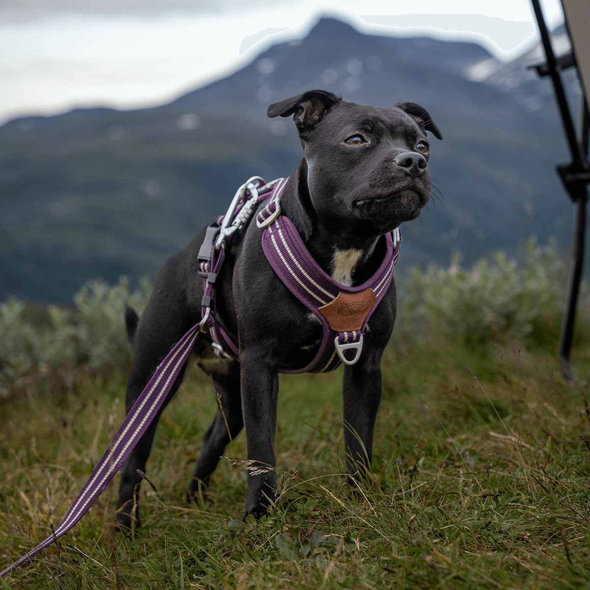 Harness Staffordshire Bull Terrier 1935®