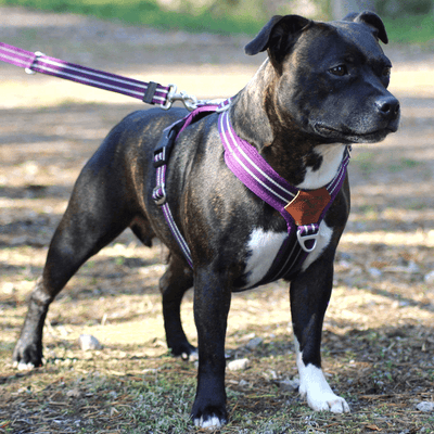 Staffordshire Bull Terrier 1935® Harness & Leash Set - Purple