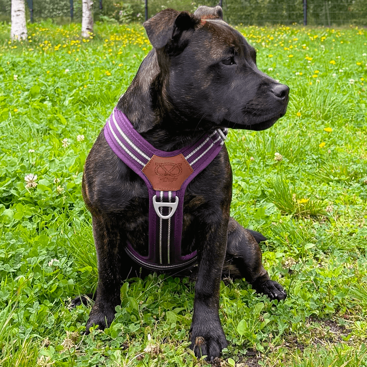 Harness Staffordshire Bull Terrier 1935®