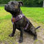 Harness Staffordshire Bull Terrier 1935®