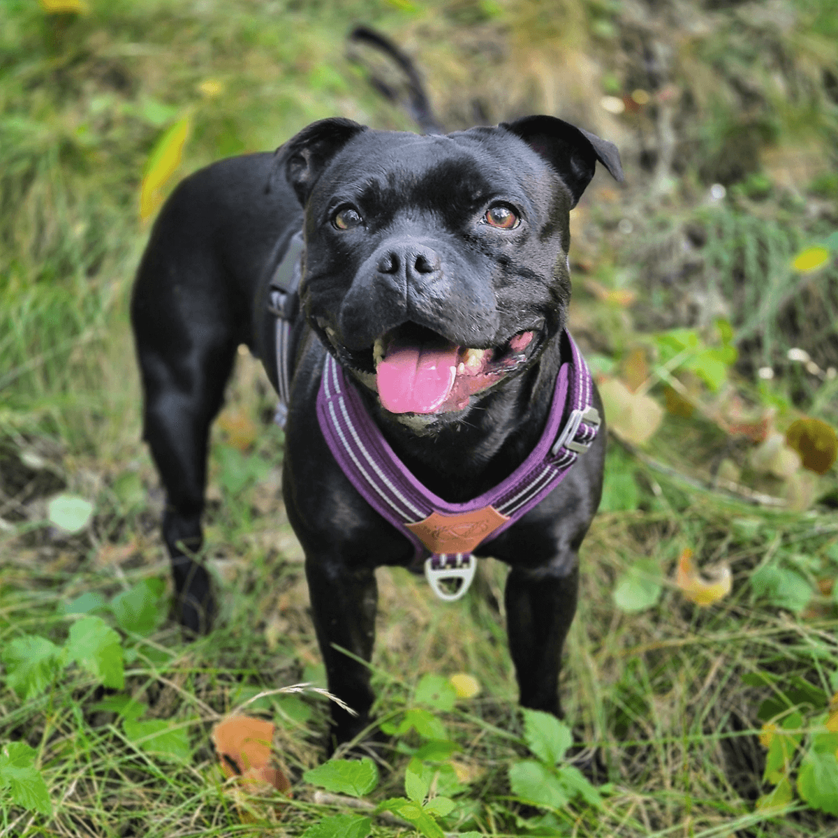 Harness Staffordshire Bull Terrier 1935®