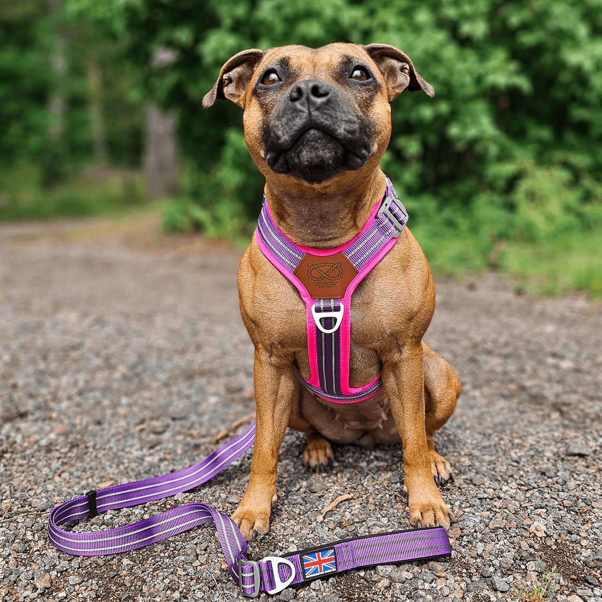 Best Harness for Staffordshire Bull Terrier Purple & Pink