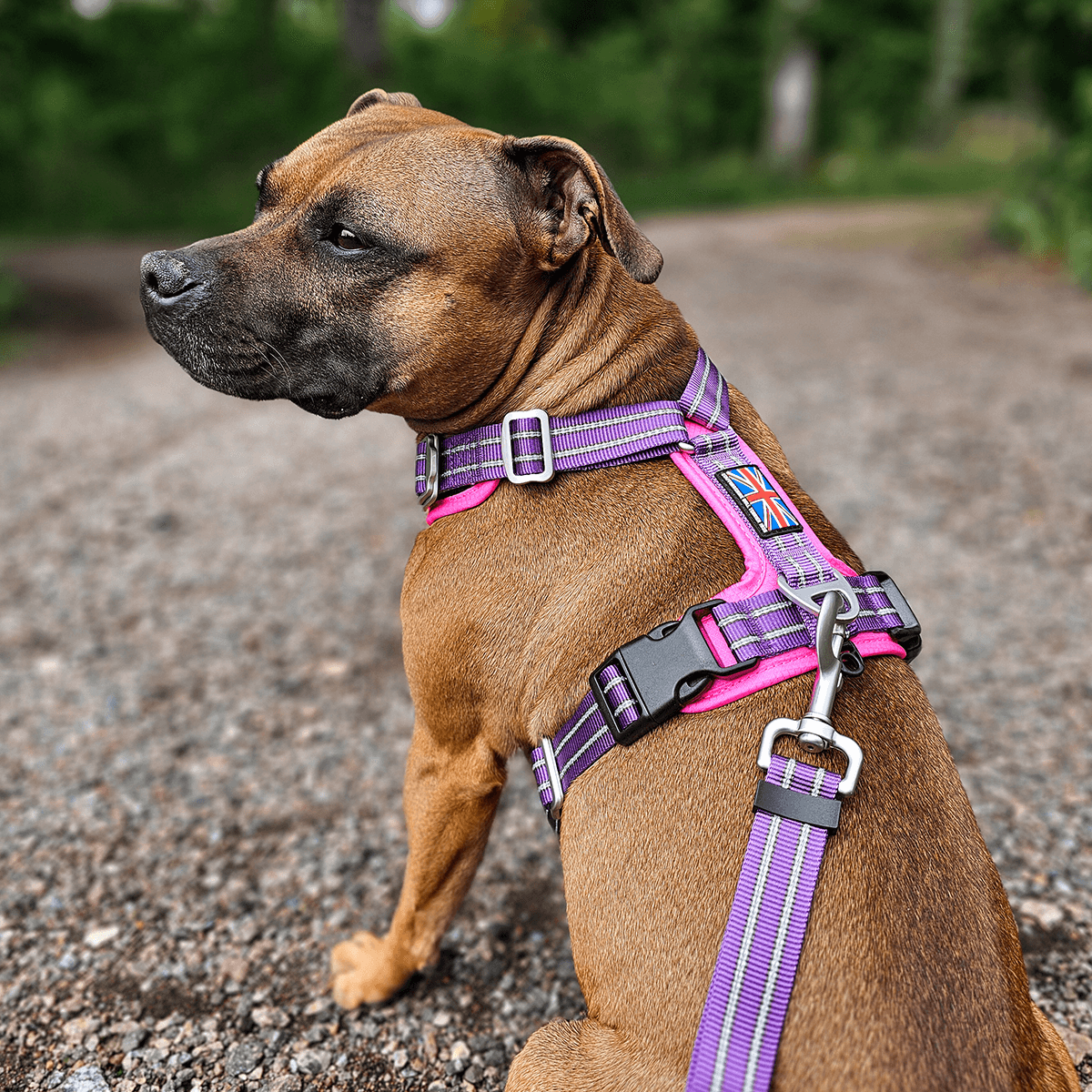 Best Harness for Staffordshire Bull Terrier Purple & Pink