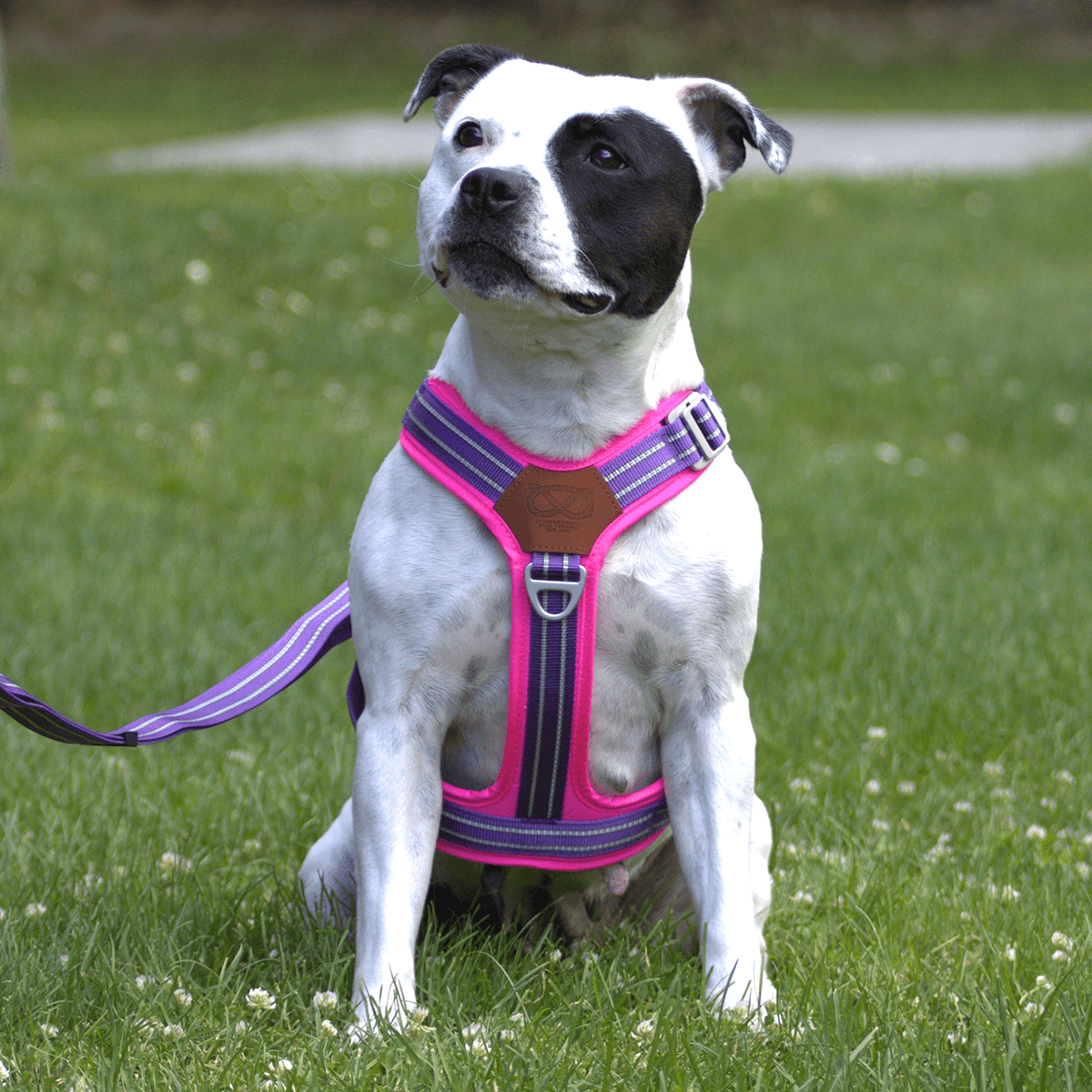 Best Harness for Staffordshire Bull Terrier Purple & Pink