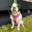 Best Harness for Staffordshire Bull Terrier Purple & Pink