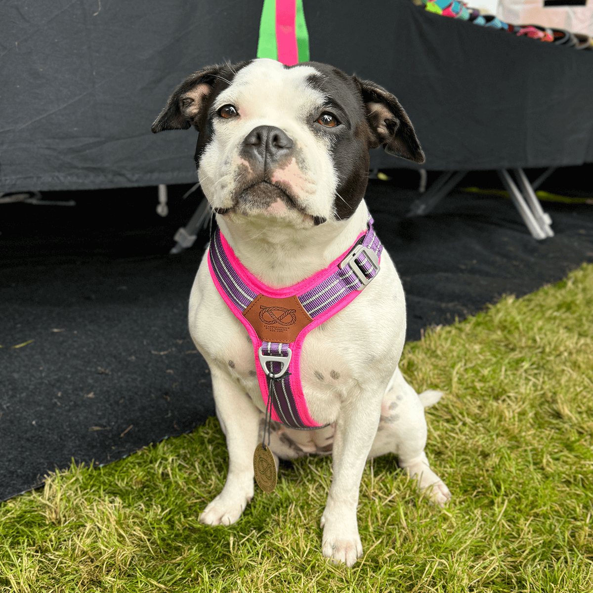 Best Harness for Staffordshire Bull Terrier Purple & Pink