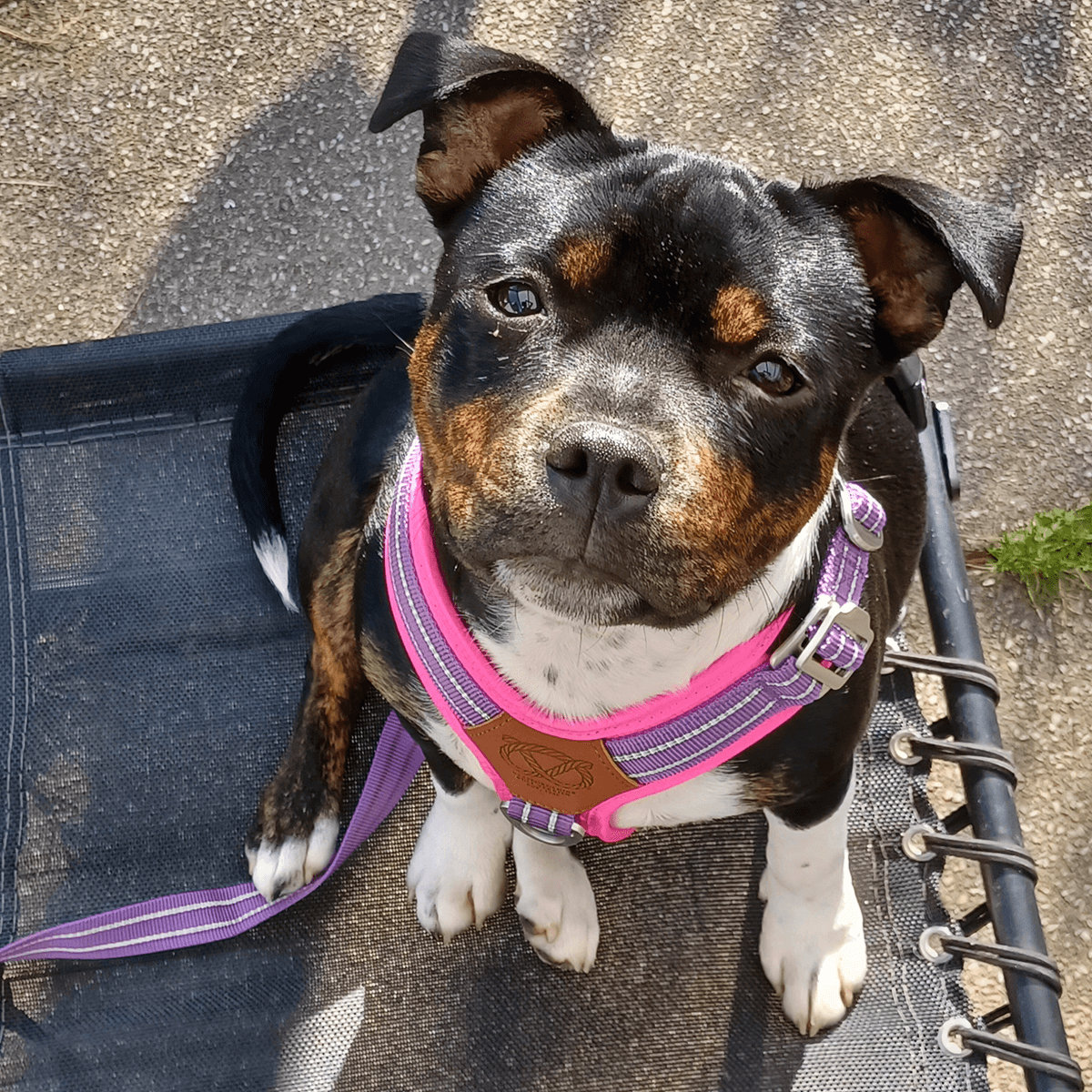 Best Harness for Staffordshire Bull Terrier Purple & Pink