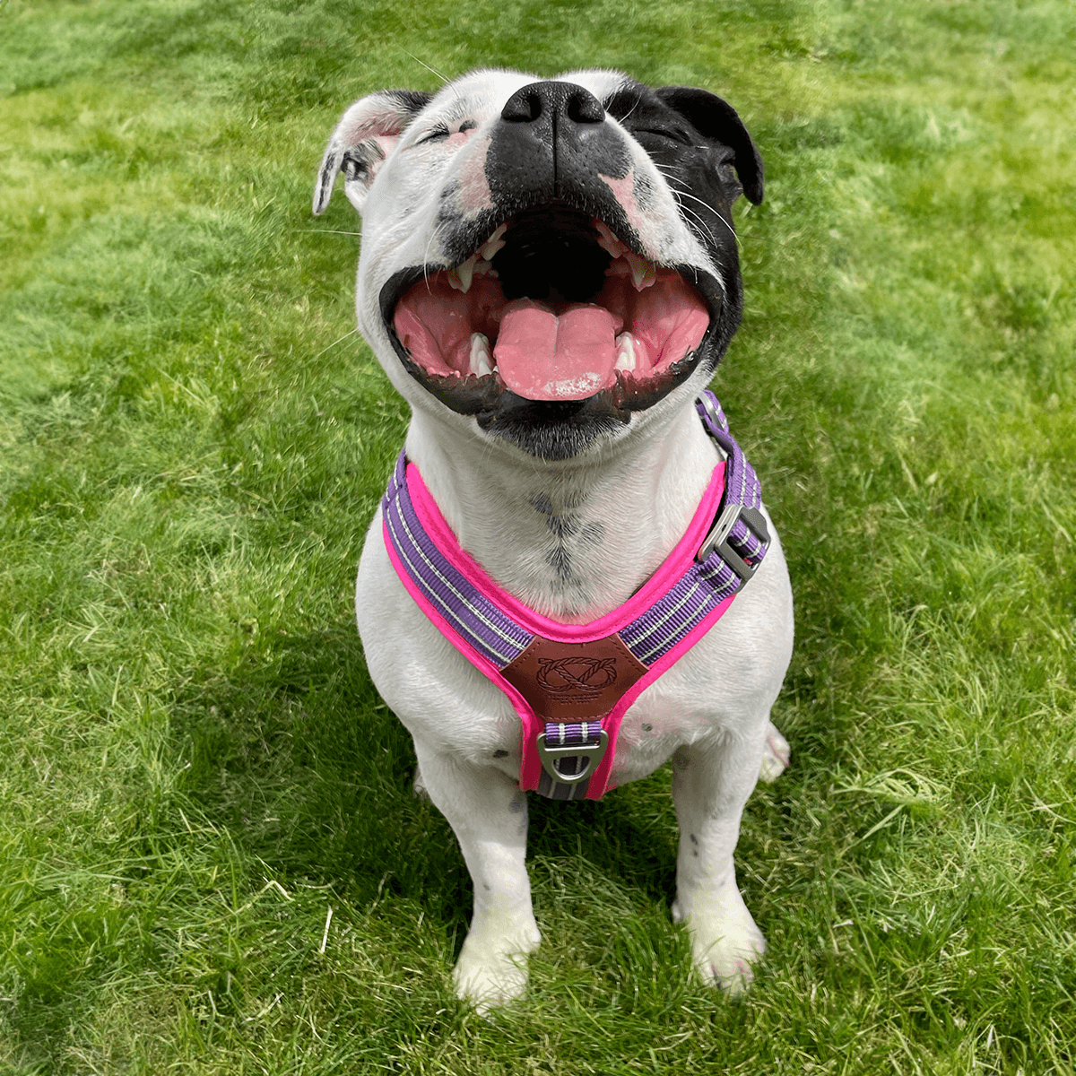 Best Harness for Staffordshire Bull Terrier Purple & Pink