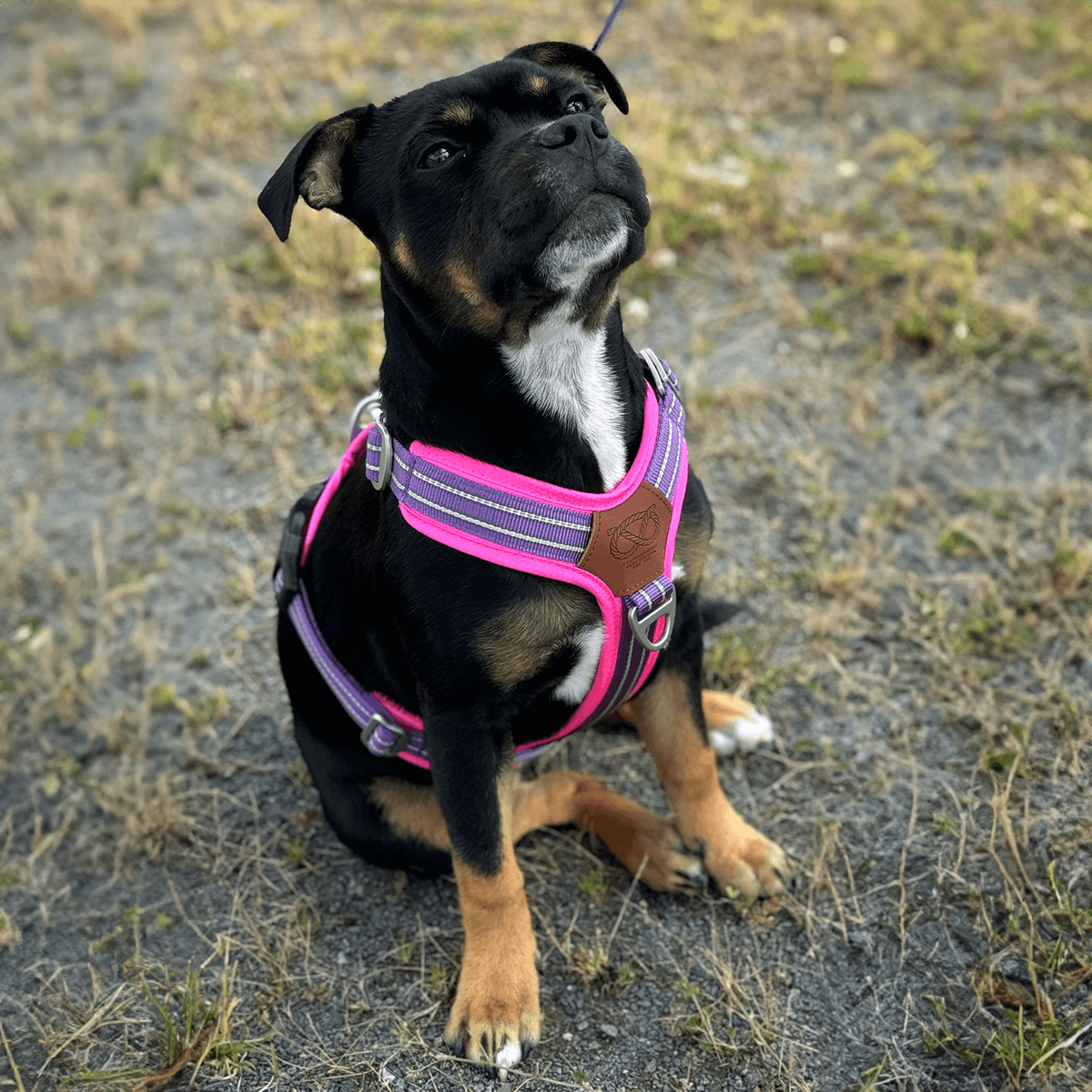 Best Harness for Staffordshire Bull Terrier Purple & Pink