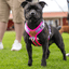 Best Harness for Staffordshire Bull Terrier Purple & Pink