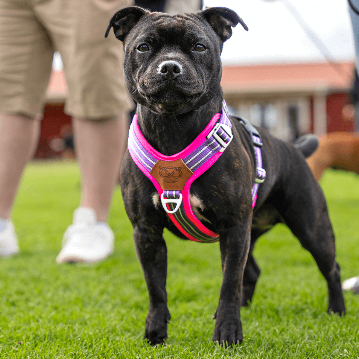 Best Harness for Staffordshire Bull Terrier Purple & Pink