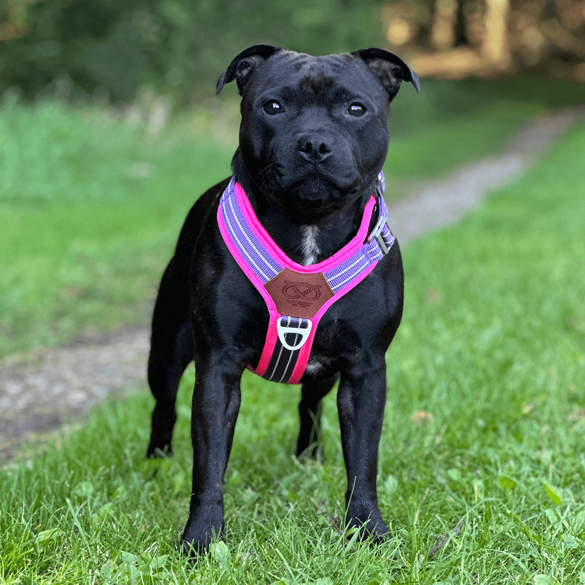 Best Harness for Staffordshire Bull Terrier Purple & Pink