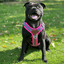 Best Harness for Staffordshire Bull Terrier Purple & Pink