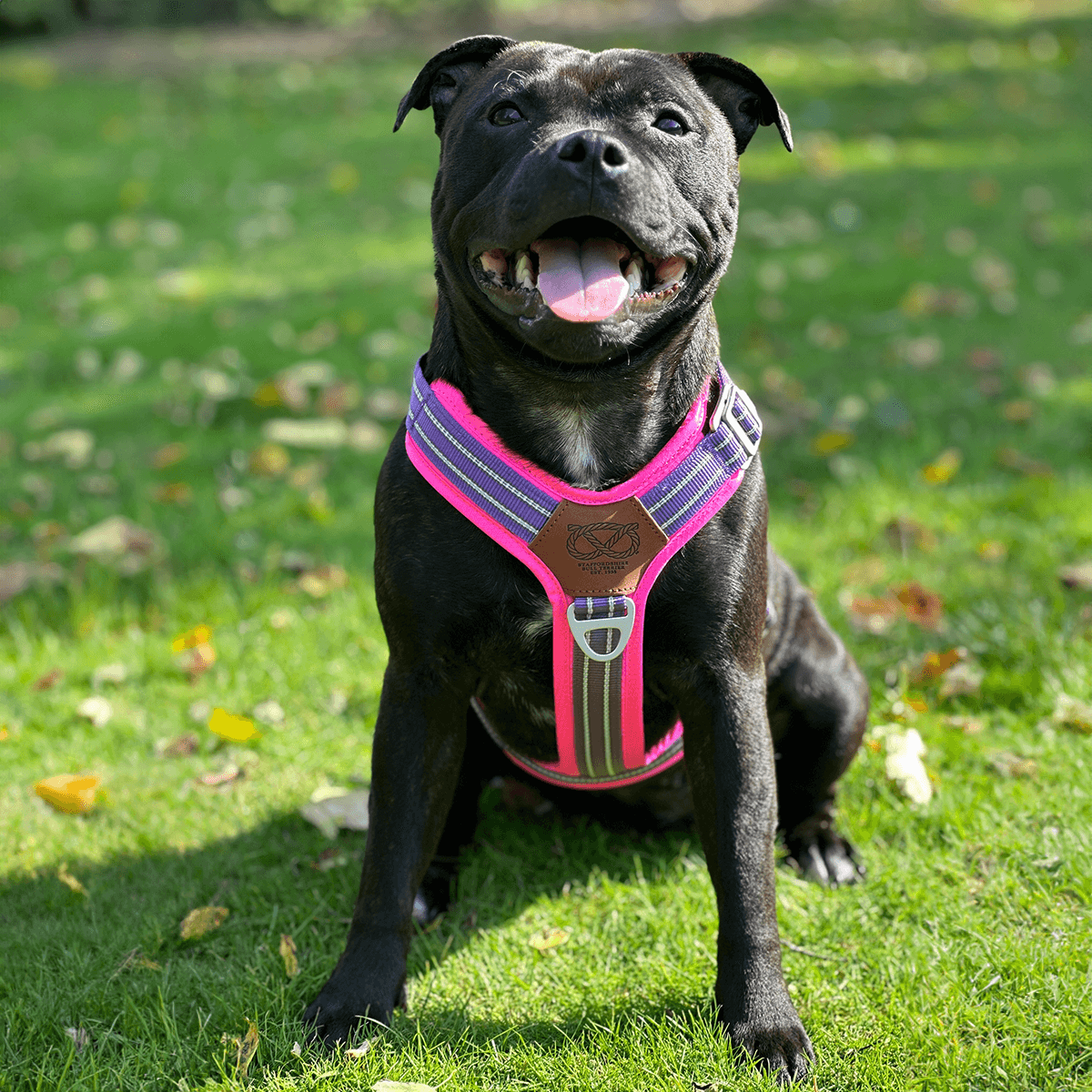 Best Harness for Staffordshire Bull Terrier Purple & Pink