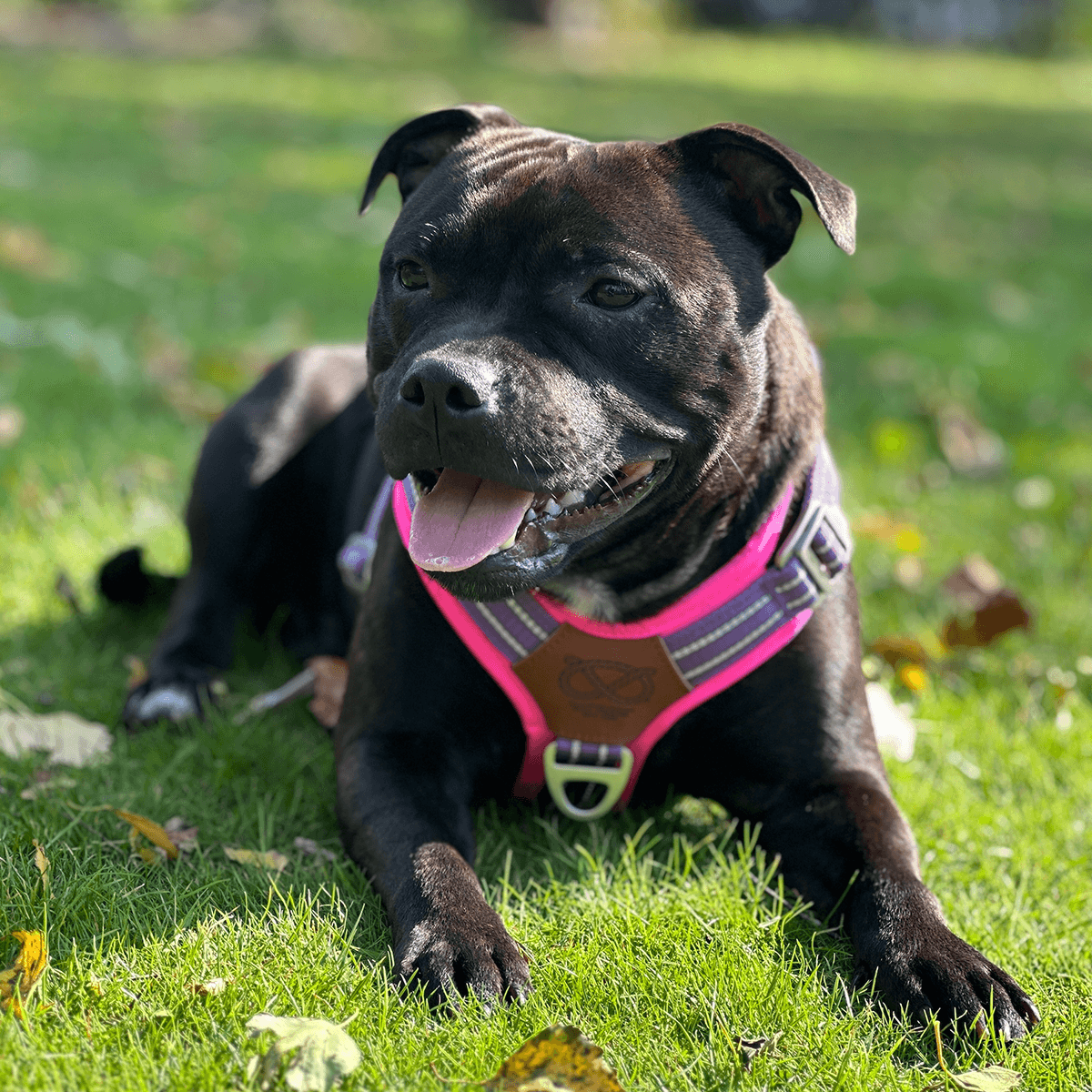 Best Harness for Staffordshire Bull Terrier Purple & Pink