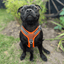 Staffordshire Bull Terrier 1935® Harness & Leash Set - Ronnie Edition - Black & Neon Orange