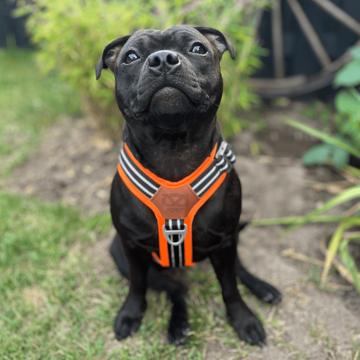 Staffordshire Bull Terrier 1935® Harness & Leash Set - Ronnie Edition - Black & Neon Orange