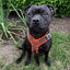 Staffordshire Bull Terrier 1935® Harness & Leash Set - Ronnie Edition - Black & Neon Orange