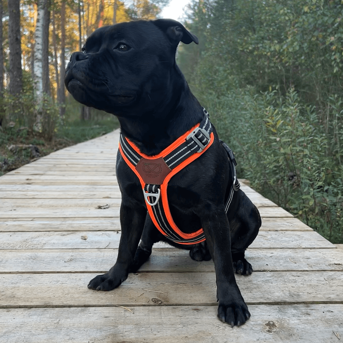 Staffordshire Bull Terrier 1935® Harness & Leash Set - Ronnie Edition - Black & Neon Orange