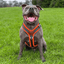 Staffordshire Bull Terrier 1935® Harness & Leash Set - Ronnie Edition - Black & Neon Orange