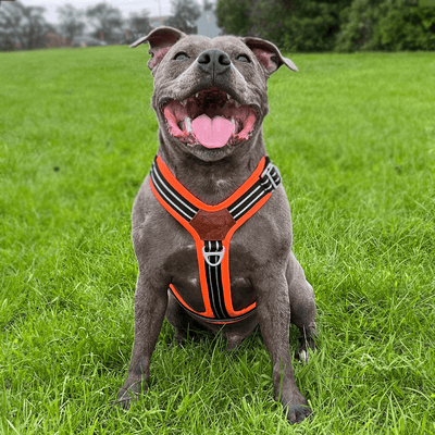 Staffordshire Bull Terrier 1935® Harness & Leash Set - Ronnie Edition - Black & Neon Orange