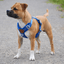 Staffordshire Bull Terrier 1935® Harness & Leash Set - Royal Blue