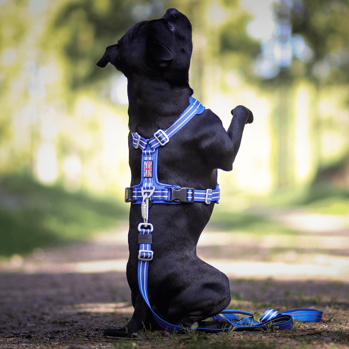 Staffordshire Bull Terrier 1935® Harness & Leash Set - Royal Blue