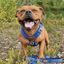 Staffordshire Bull Terrier 1935® Harness & Leash Set - Royal Blue