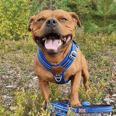 Staffordshire Bull Terrier 1935® Harnais et Laisse - Bleu Royal