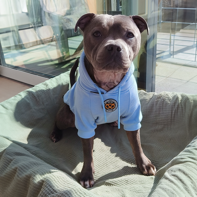 Staffordshire Bull Terrier 1935® Hoodies - Baby Blue