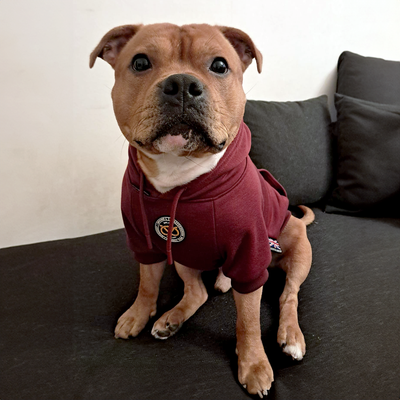 Staffordshire Bull Terrier 1935® Sweats à capuche - Bourdeaux