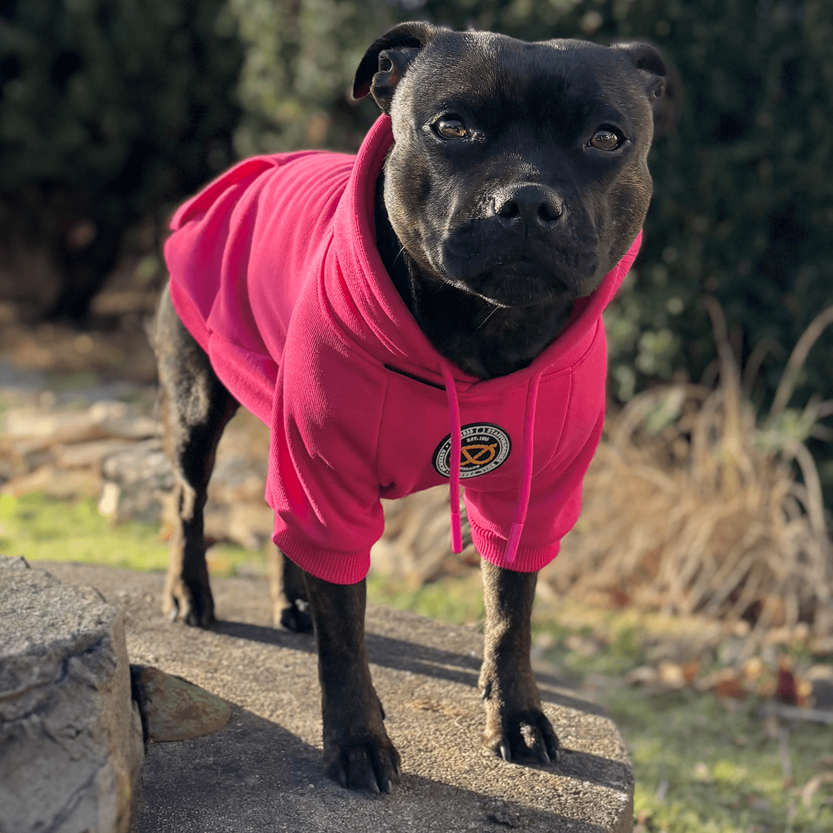 Black staffy with a fuchsia hoodie Staffordshire Bull Terrier 1935®