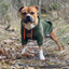 Staffordshire Bull Terrier 1935® Hoodies - Green