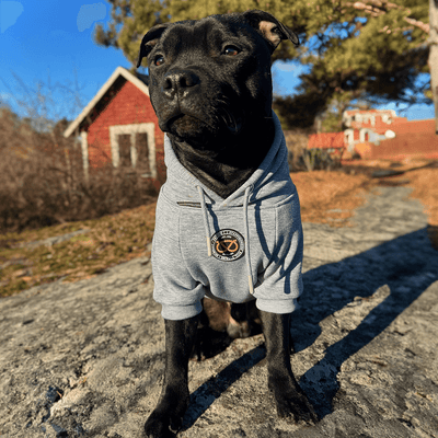 Staffordshire Bullterrier 1935® Hoodies - Grå