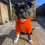 Staffordshire Bull Terrier 1935® Hoodies - Orange