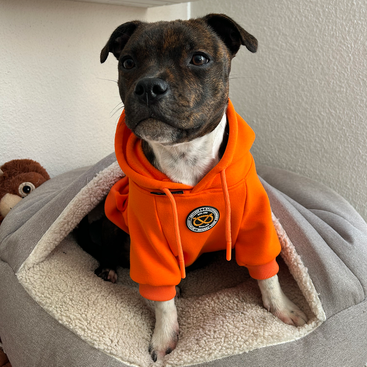 Staffordshire Bull Terrier 1935® Hoodies - Orange