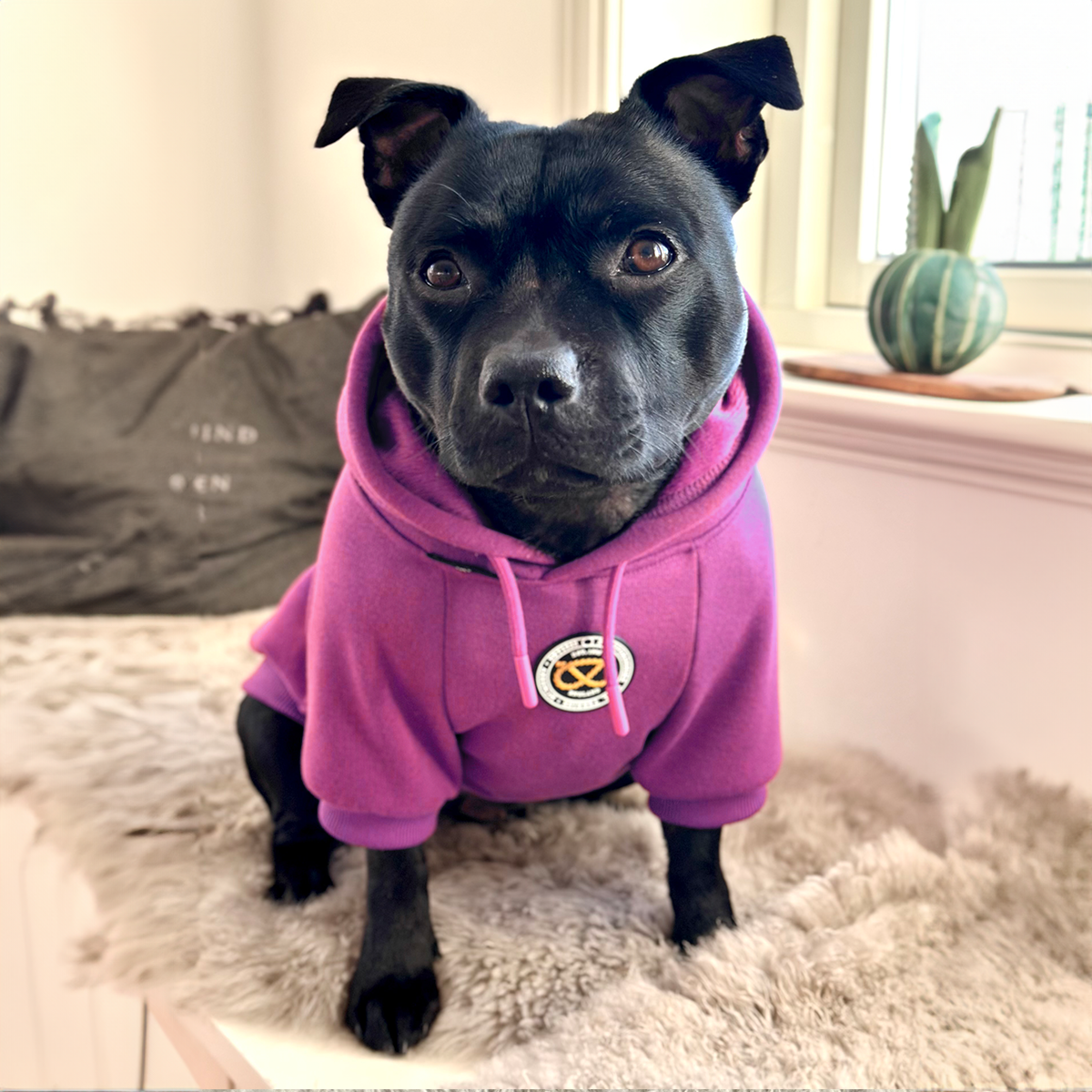 Staffordshire Bull Terrier 1935® Hoodies - Purple