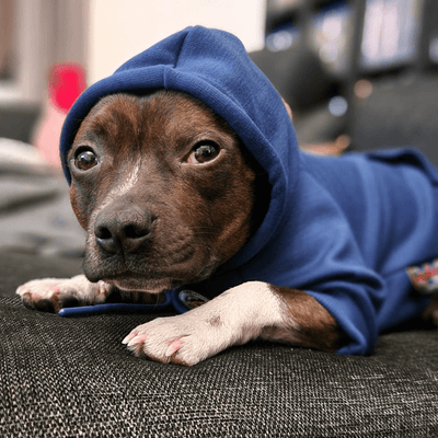 Staffordshire Bull Terrier 1935® Sweats à capuche - Bleu Royal