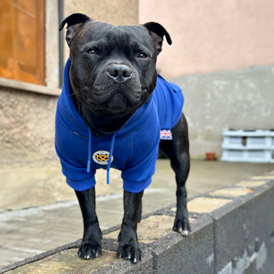 Staffordshire Bull Terrier 1935® Sweats à capuche - Bleu Royal