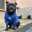 Staffordshire Bull Terrier 1935® Hoodies - Royal Blue