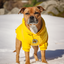 Staffordshire Bullterrier 1935® Hoodie - Gul