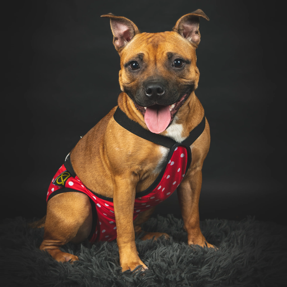 staffordshirebullterrier-hygiene-panties-polkadot-1.png