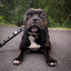 Staffordshire Bull Terrier 1935® Collier et Laisse en Cuir - Jefferson - Noir et Argent