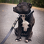 Staffordshire Bull Terrier 1935® Collier et Laisse en Cuir - Jefferson - Noir et Argent