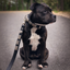 Staffordshire Bull Terrier 1935® Collier et Laisse en Cuir - Jefferson - Noir et Argent